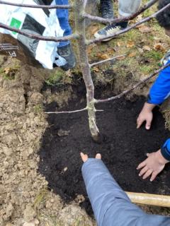 In das Pflanzloch des jungen Baumes wird dunkle Pflanzerde eingefüllt.