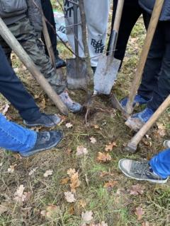 Um einen neu zu setzenden Apfelbaum sind Gartenwerkzeuge wie Spaten und Haue zu sehen.